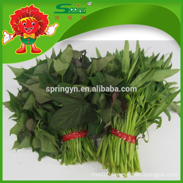 2015 green leafy vegetables fresh Sweet potato leaves